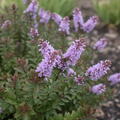 Hebe ‘Mrs Winder’ — Hardy Shrub, 2L Pot