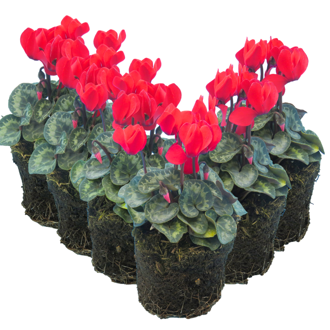 Cyclamen ‘Winfall Scarlet’ — Tender Pot Plant (perennial in mild climates), 10.5cm Pot (Set of 3 or 6)