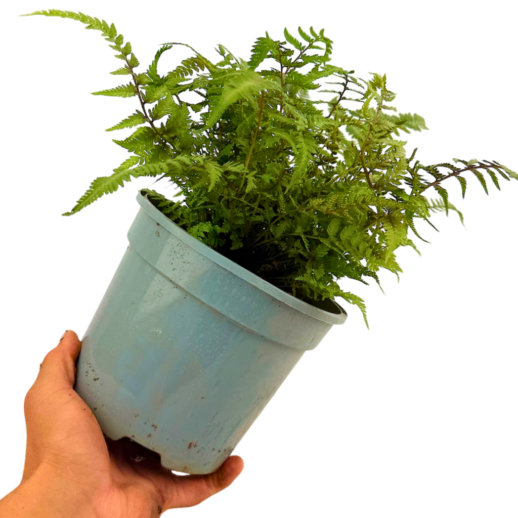 Japanese ‘Painted’ — Hardy Perennial, 2L Pot