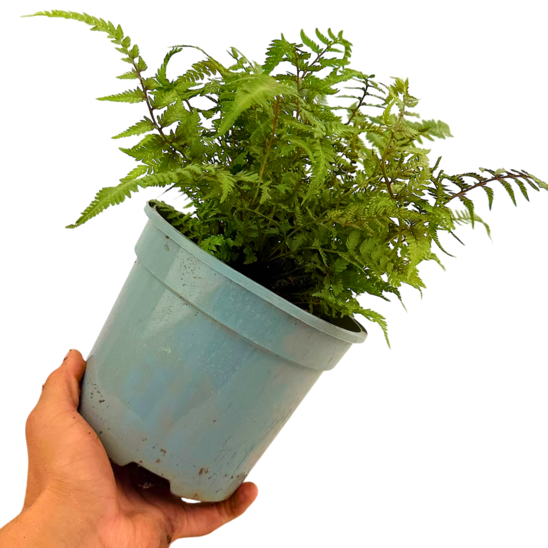 Japanese ‘Painted’ — Hardy Perennial, 2L Pot