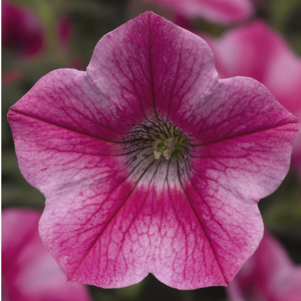 Petunia ‘Dekko Rose Star’ — Hardy Perennial, 10.5cm Pot (Set of 3 or 6)