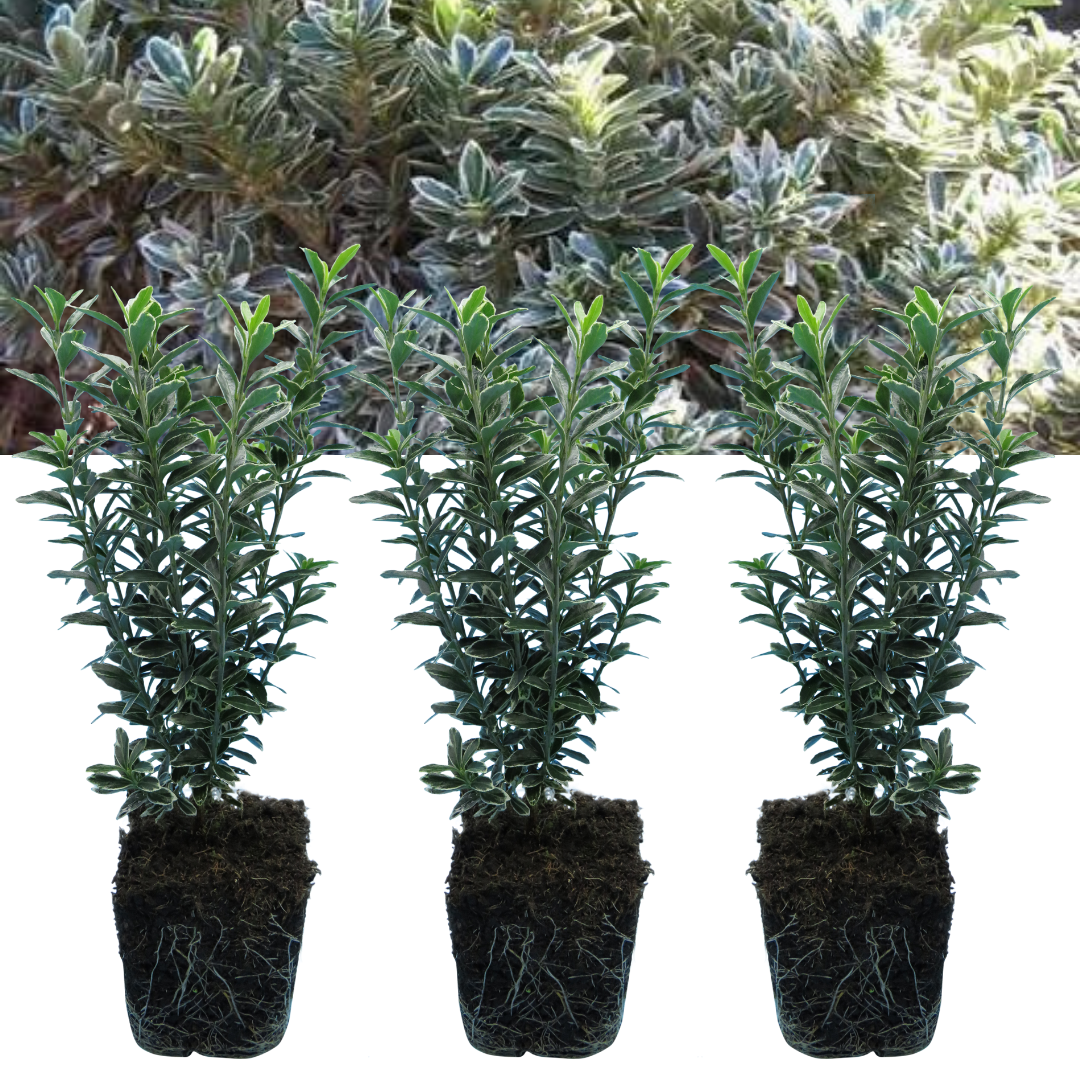 Euonymus 'Microphyllus Albovariegatus' — Hardy Evergreen Shrub, 1L Pot (Set of 3 or 6)