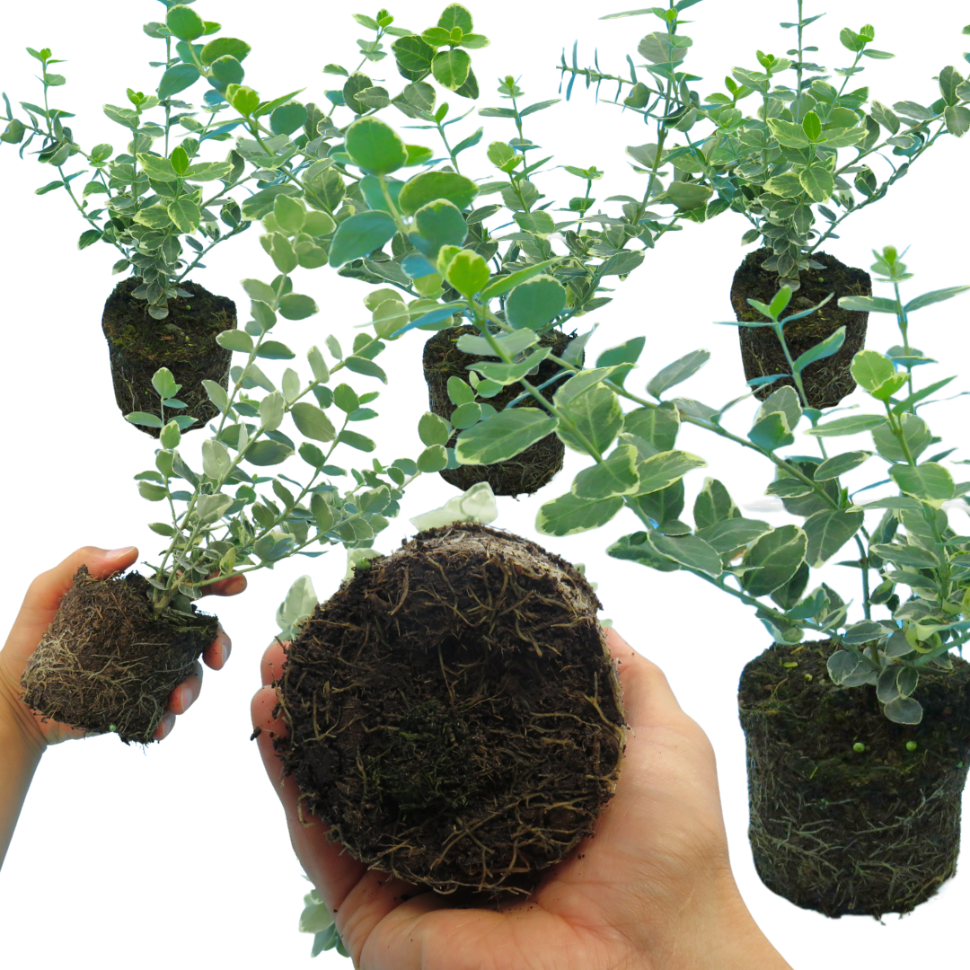 Euonymus ‘Emerald Gaiety’ — Evergreen Shrub / Ground Cover, Bee-Friendly, 11cm Pot (Set of 3 or 6)