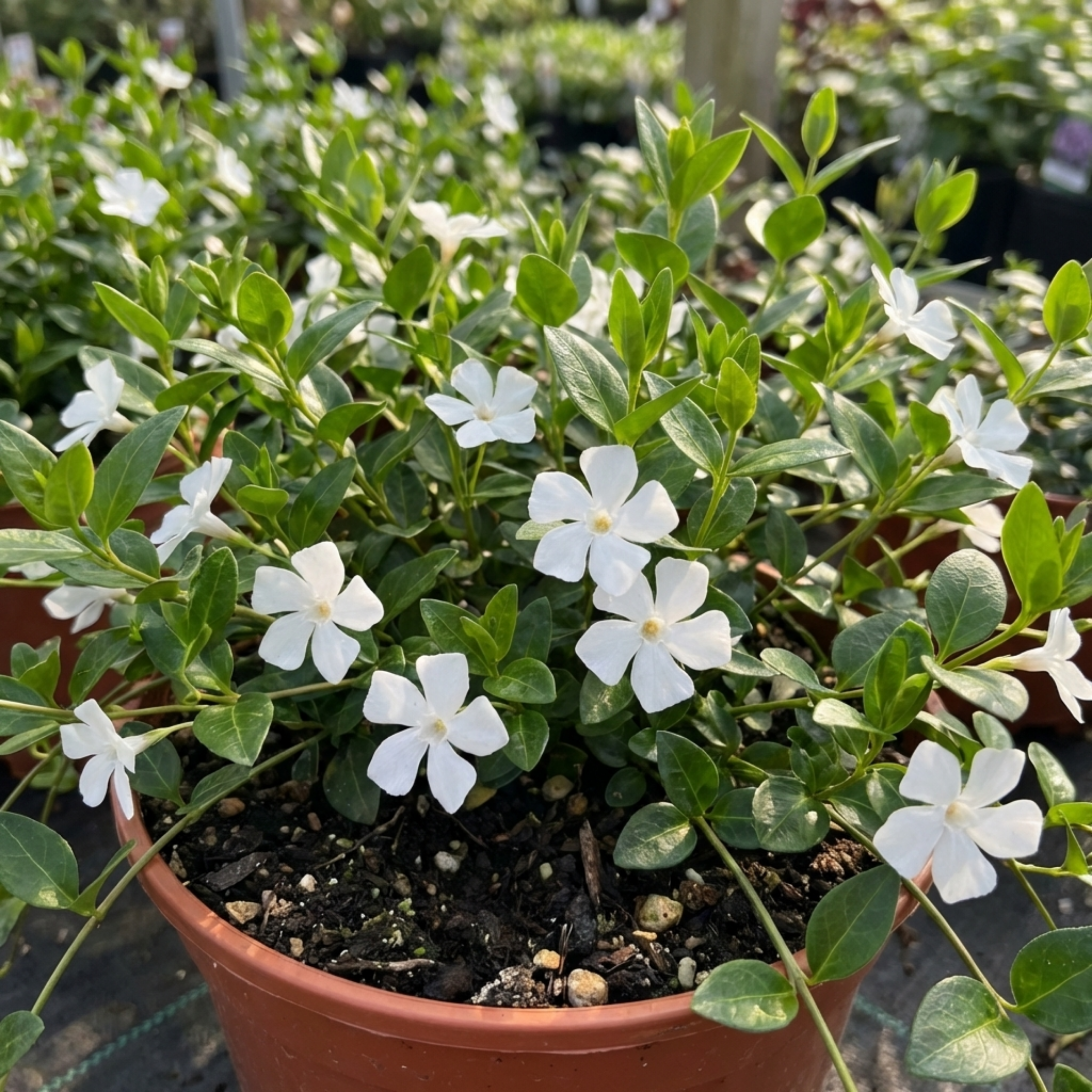 Vinca ‘Minor Gertrude Jekyll’ — Hardy Evergreen Perennial Ground Cover, 17cm Pot