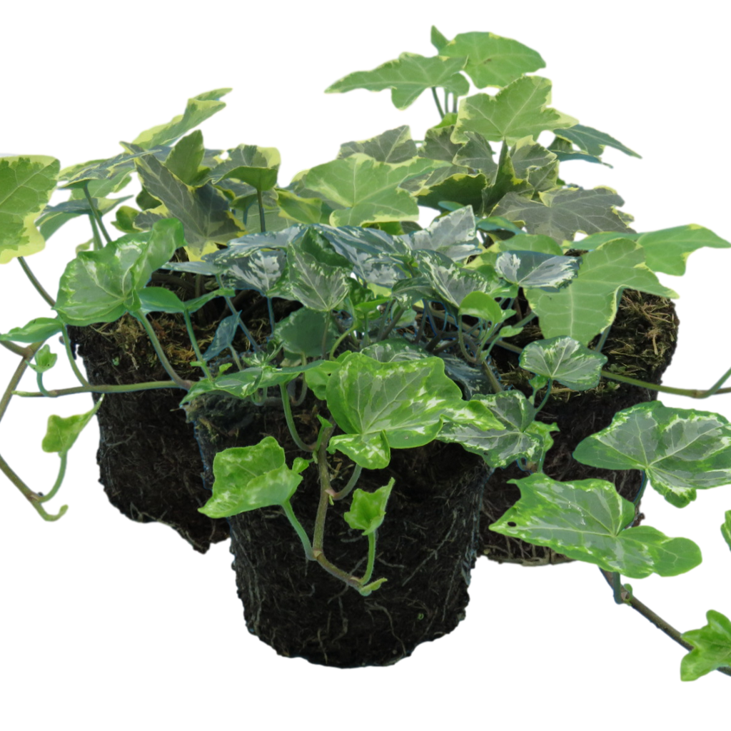 Hedera 'Growers Selection' — Hardy Evergreen Climber Mix, 10.5cm Pot (Set of 3)