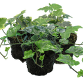 Hedera 'Growers Selection' — Hardy Evergreen Climber Mix, 10.5cm Pot (Set of 3)