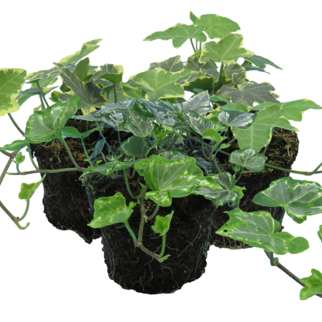Hedera 'Growers Selection' — Hardy Evergreen Climber Mix, 10.5cm Pot (Set of 3)