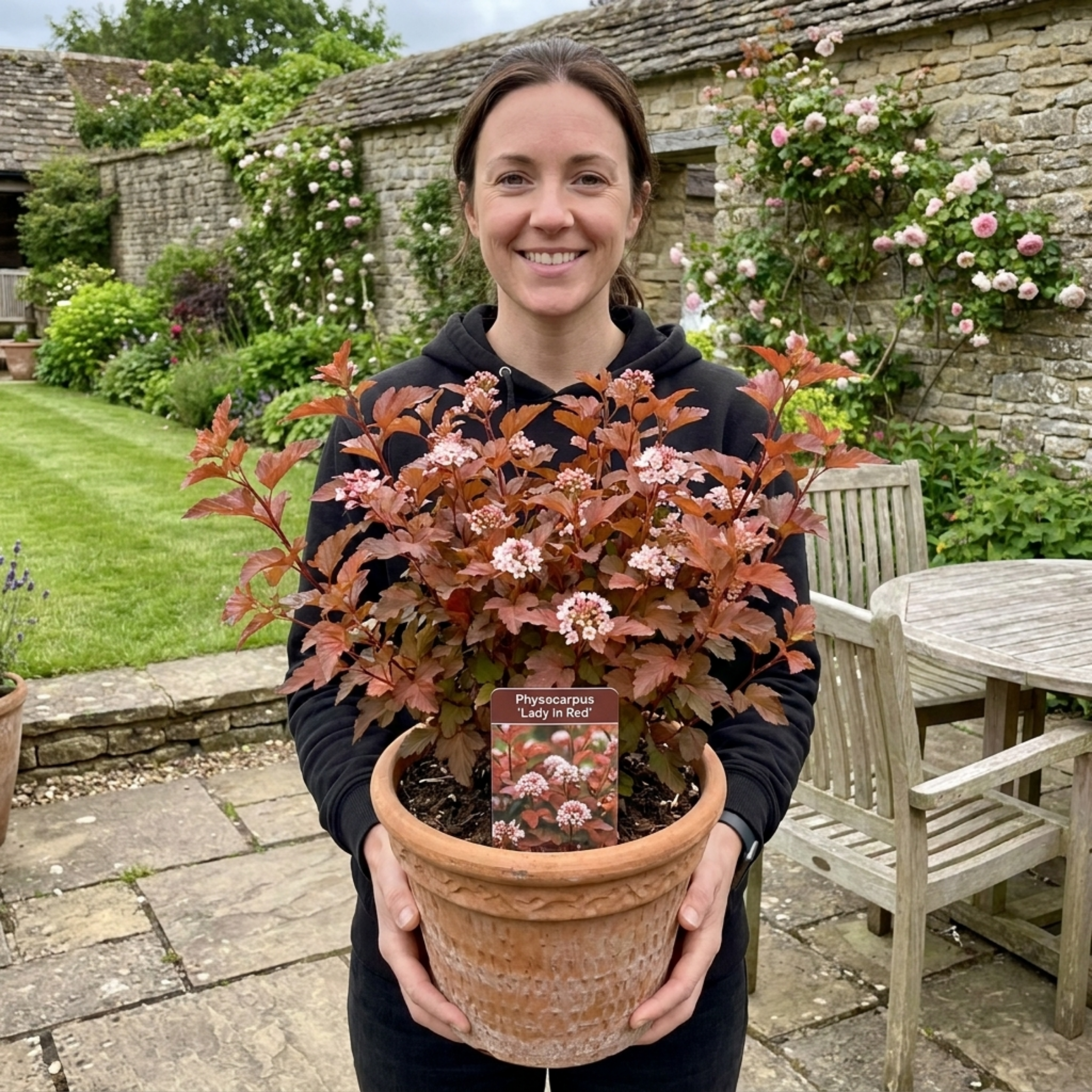 Physocarpus ‘Lady in Red’ — Deciduous Shrub, Bee-Friendly, 3L Pot