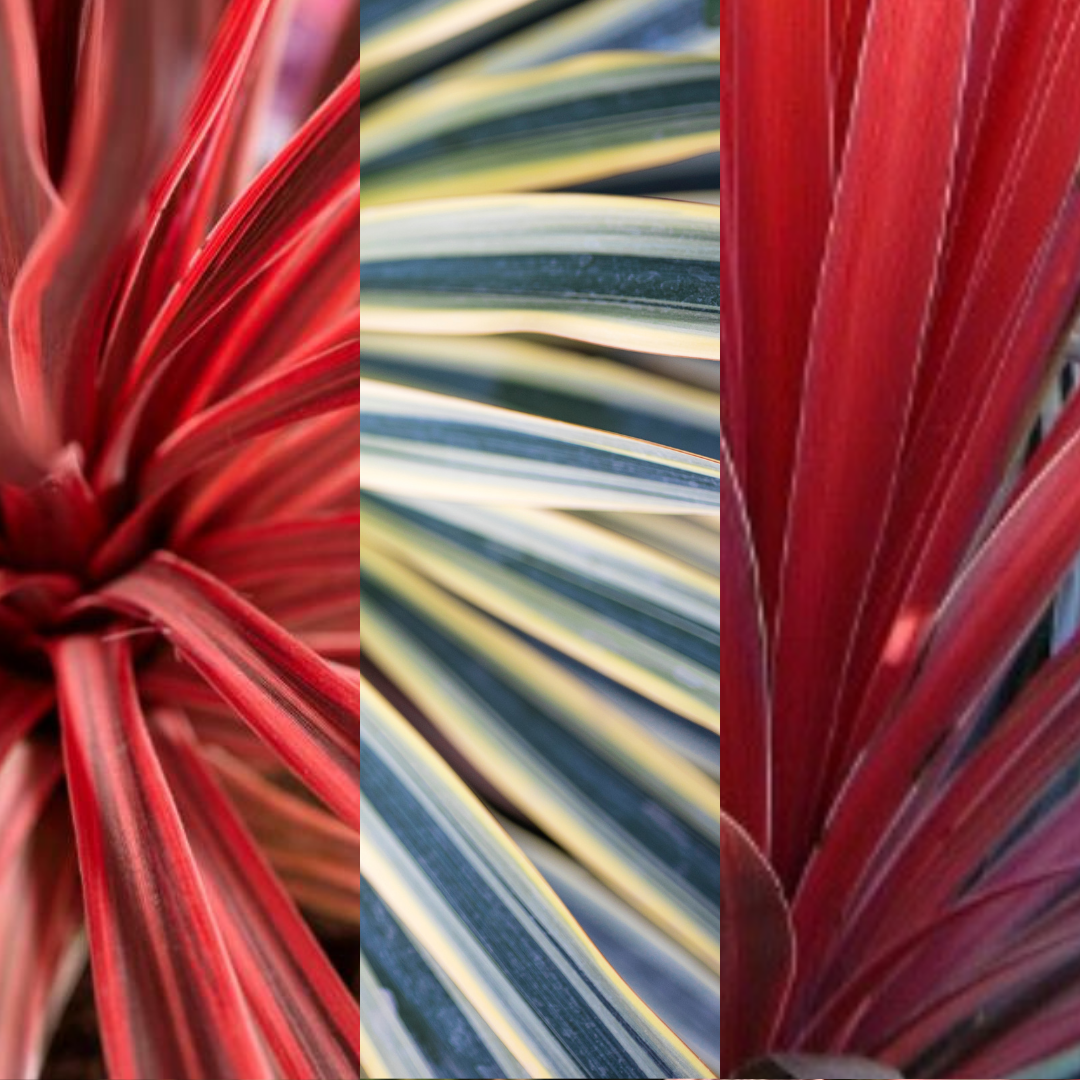 Cordyline Collection — Curated 3-Plant Set (Red Star, Charlie Boy, Torbay Dazzler), 1L Pots