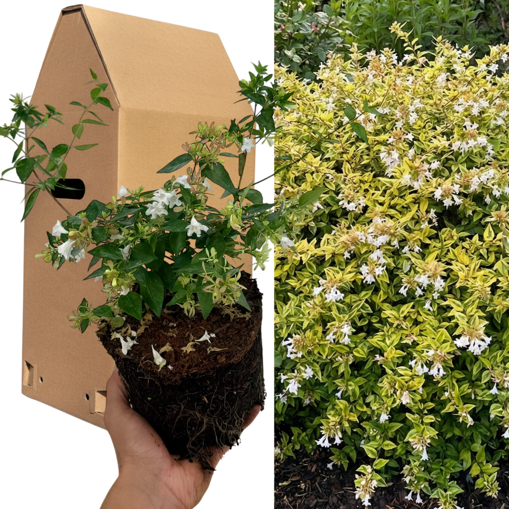 Abelia ‘Francis Mason’ — Semi-evergreen Shrub, 2L Pot