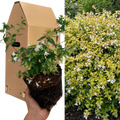 Abelia ‘Francis Mason’ — Semi-evergreen Shrub, 2L Pot