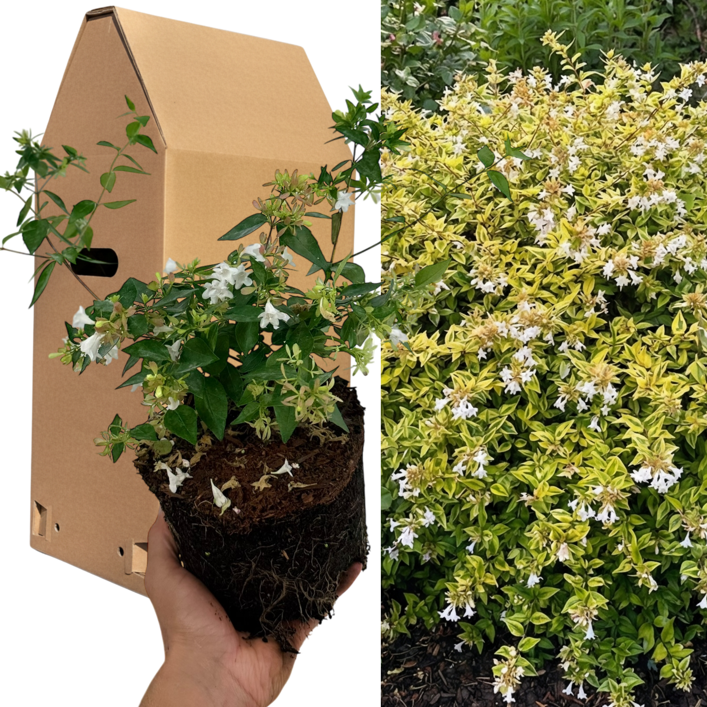 Abelia ‘Francis Mason’ — Semi-evergreen Shrub, 2L Pot