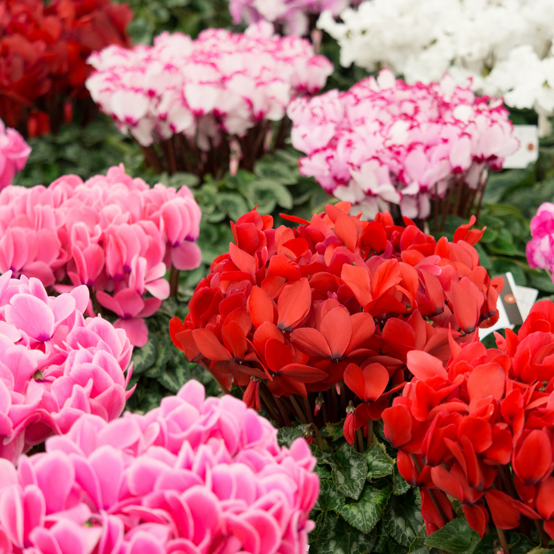 Cyclamen 'Growers Selection' — Tender Pot Plant Mix, 10.5cm Pot (Set of 3)