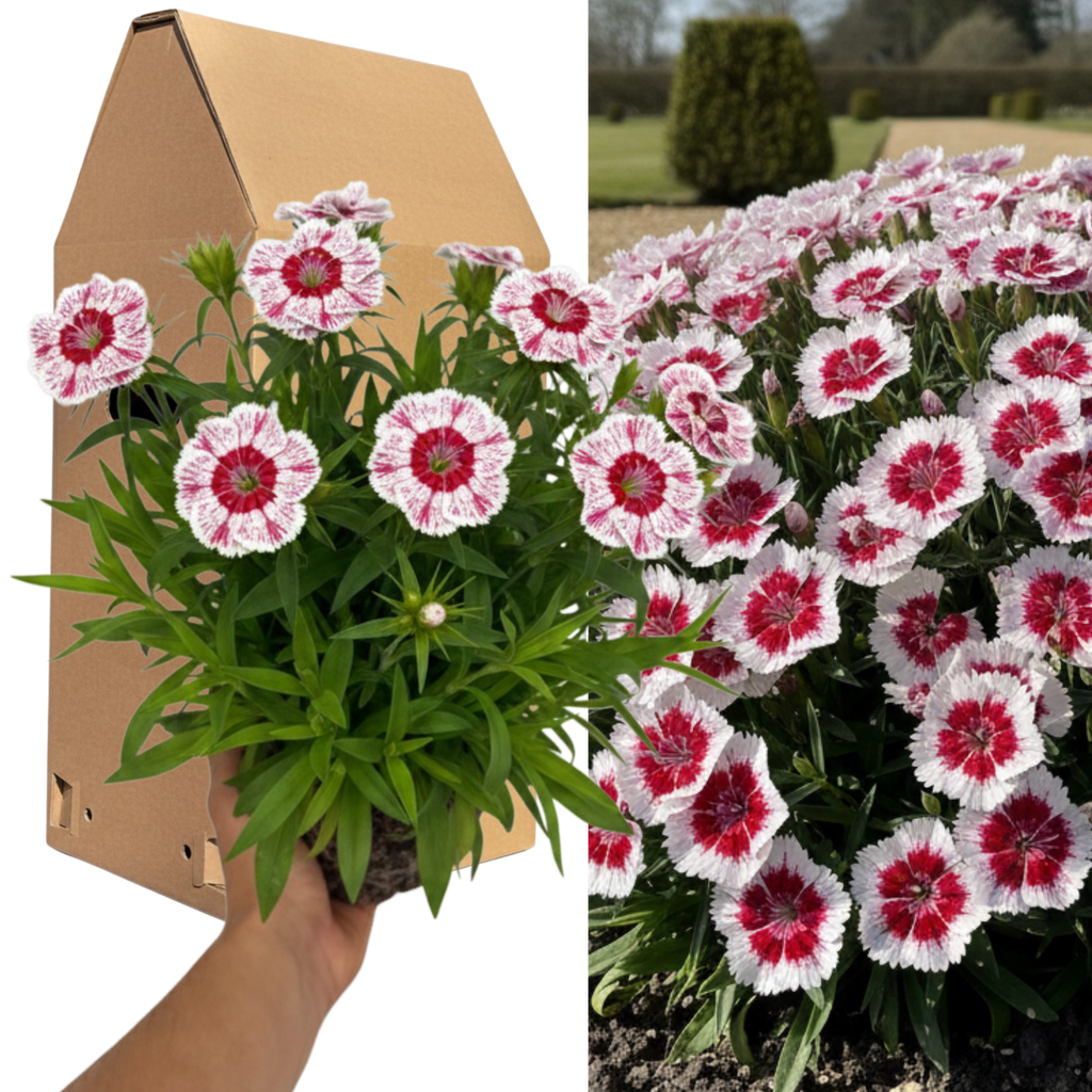 Dianthus ‘Dart Red White Picotee’ — Hardy Perennial, 2L Pot