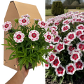 Dianthus ‘Dart Red White Picotee’ — Hardy Perennial, 2L Pot