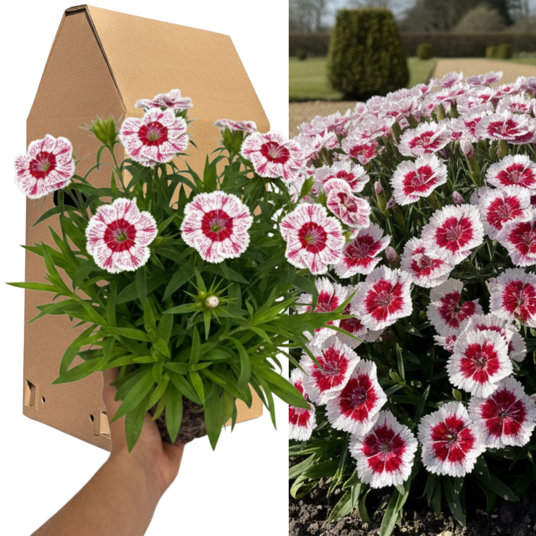 Dianthus ‘Dart Red White Picotee’ — Hardy Perennial, 2L Pot