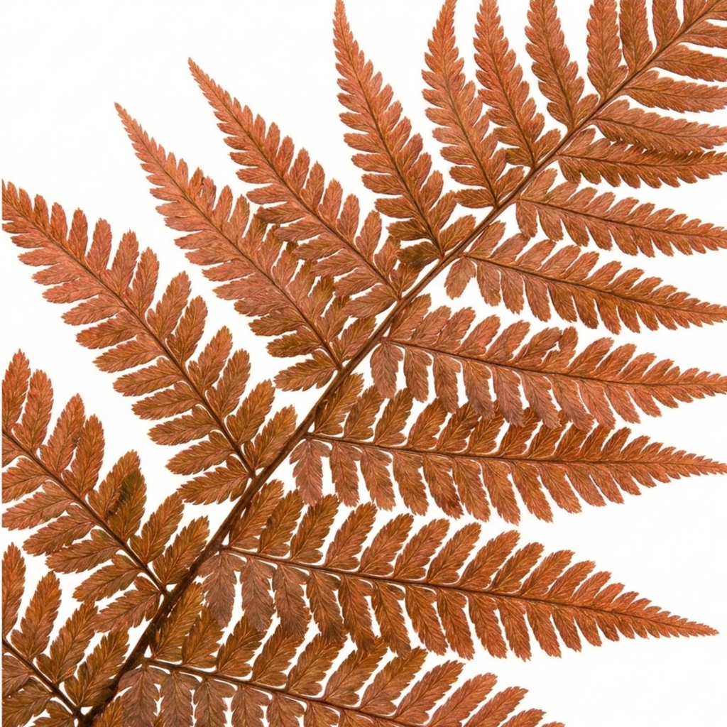 Japanese ‘Shield’ — Semi-evergreen Perennial Fern, 1L Pot (Set of 3 or 6)