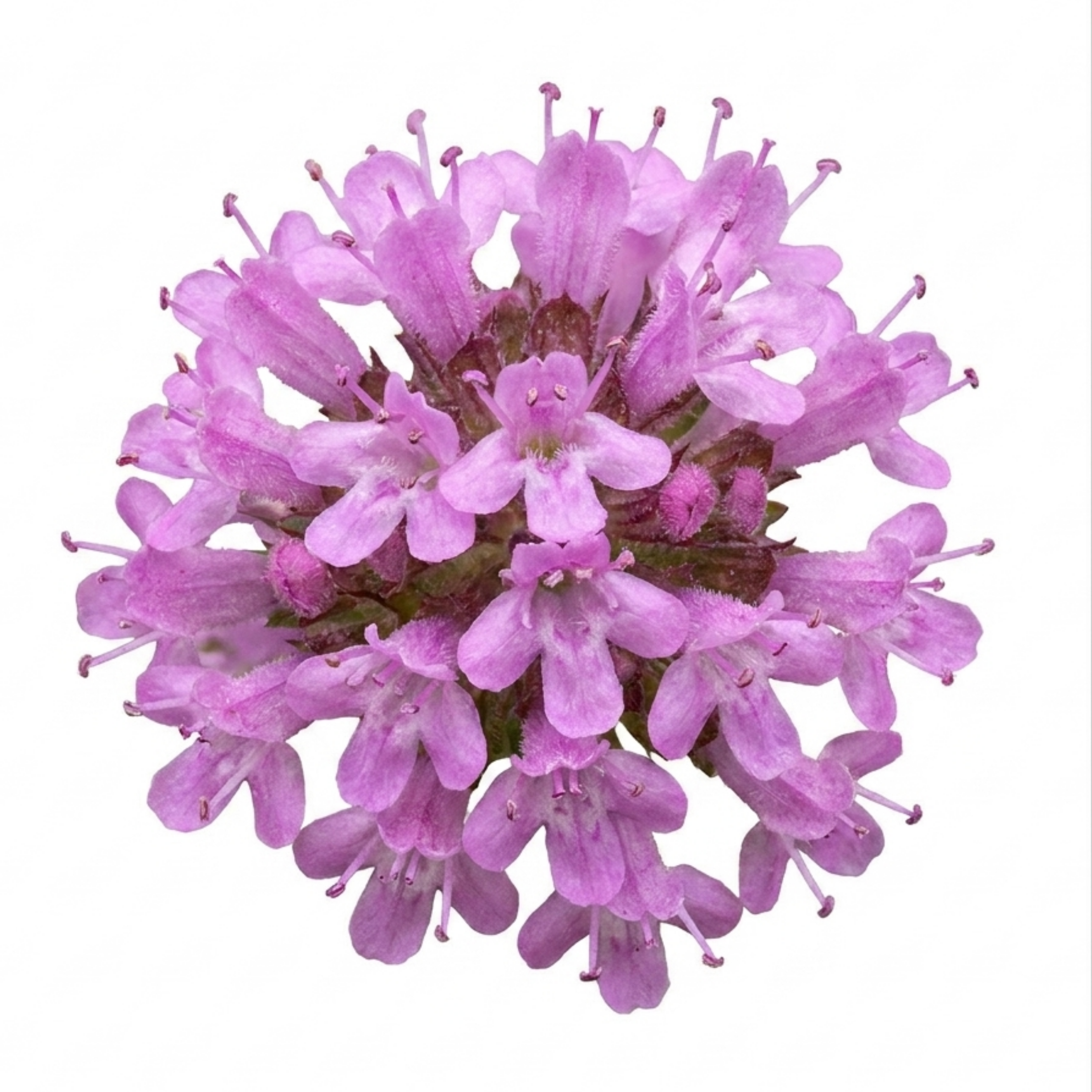 Thymus ‘Doone Valley’ — Hardy Evergreen Perennial Herb, Bee-Friendly, 1L Pot (Set of 3 or 6)