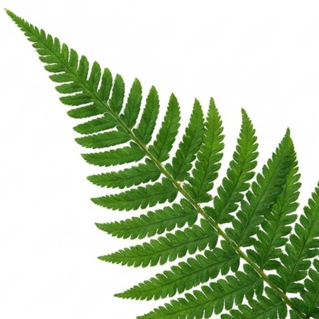 Soft ‘Shield’ — Hardy Evergreen Perennial Fern, 1L Pot