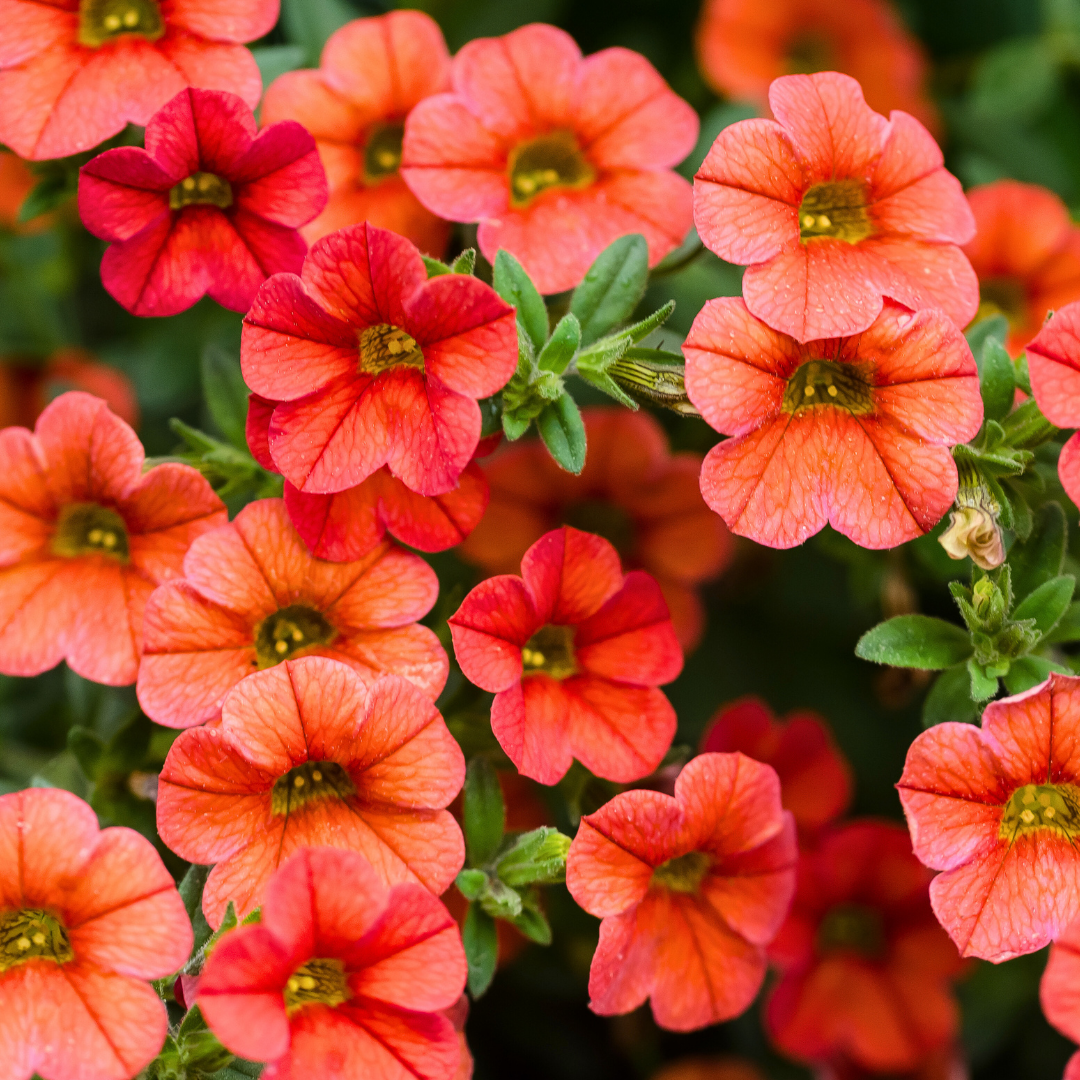 Calibrachoa ‘Cabaret Orange’ — Half-Hardy Trailing Annual, Bee-Friendly, 10.5cm Pot (Set of 3 or 6)