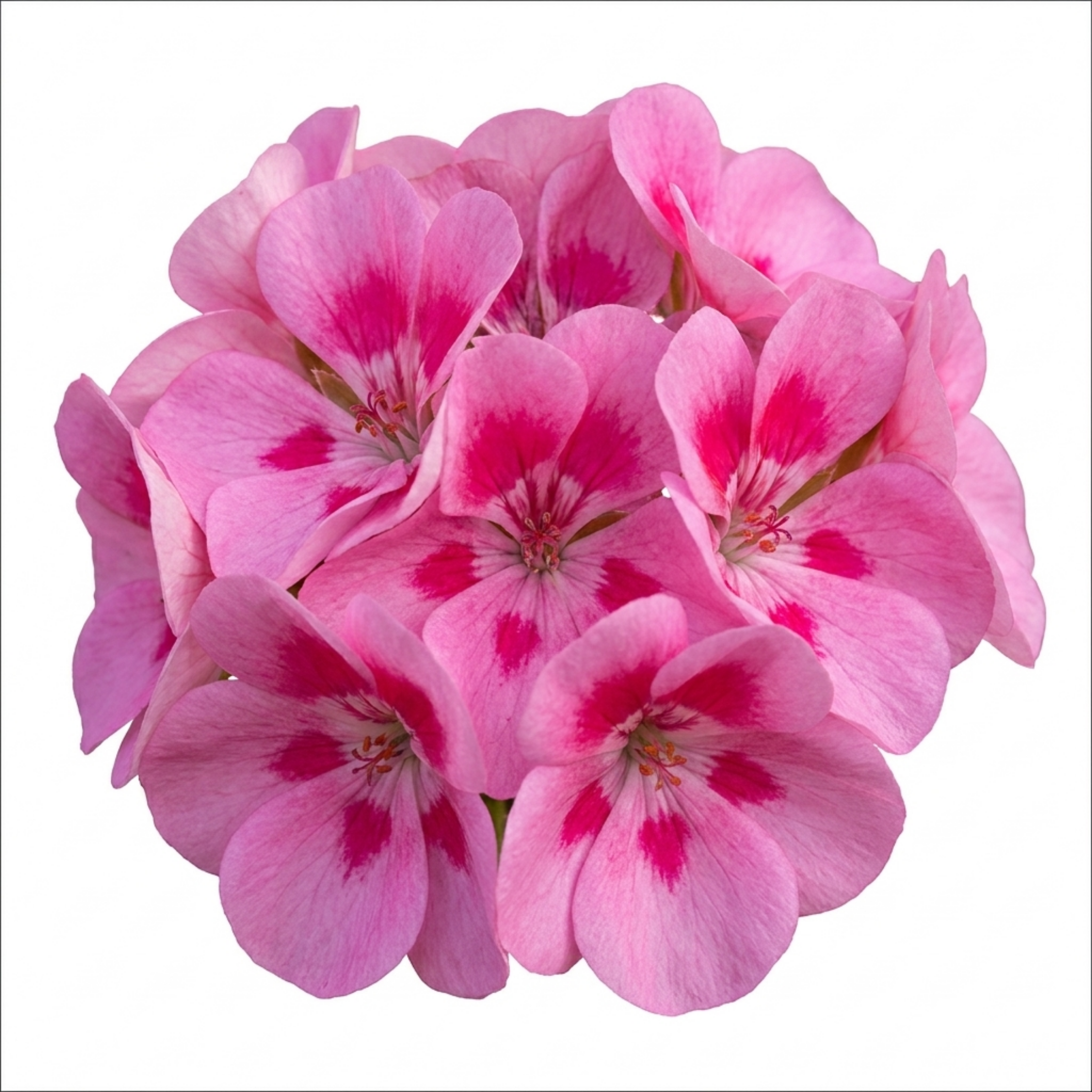 Pelargonium ‘Pretty Little Pink Splash’ — Tender Perennial (often Grown As An Annual), Bee-Friendly, 5L Pot