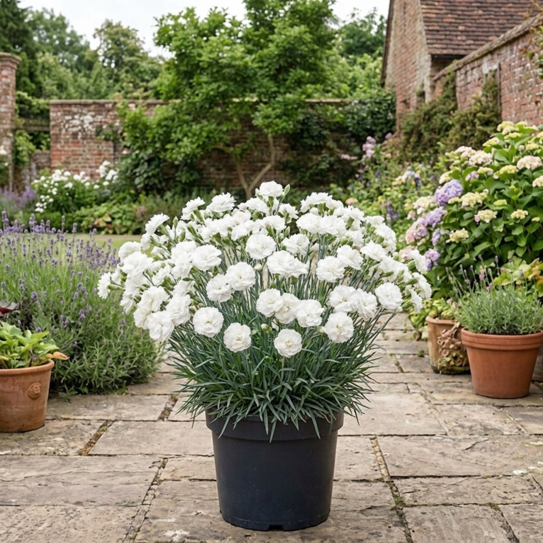 Dianthus ‘Memories’ — Hardy Perennial, Bee-Friendly, 2L Pot