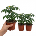 Tomato ‘Trilly Tomato’ — Tender Annual (grafted), 1L Pot (Set of 3 or 6)