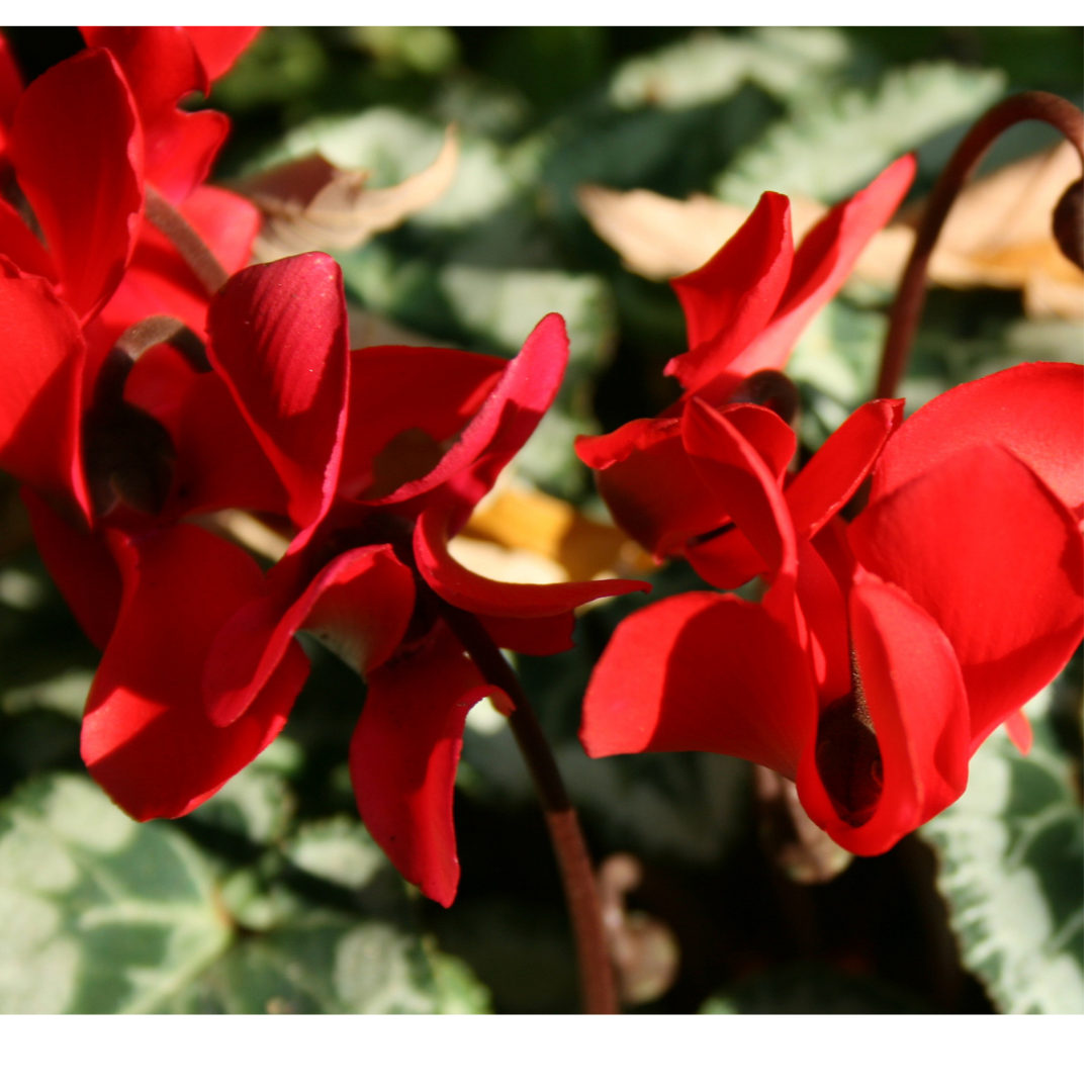 Cyclamen ‘Metis Decora Scarlet’ — Tender Pot Plant (perennial in mild climates), 10.5cm Pot (Set of 3 or 6)