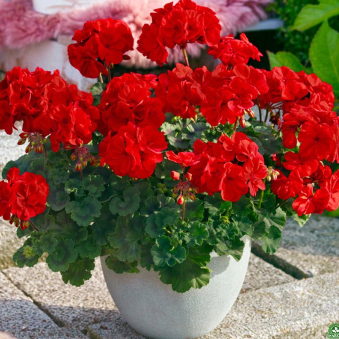 Pelargonium ‘Senna’ — Tender Perennial (grown as bedding), Bee-Friendly, 1L Pot (Set of 3 or 6)