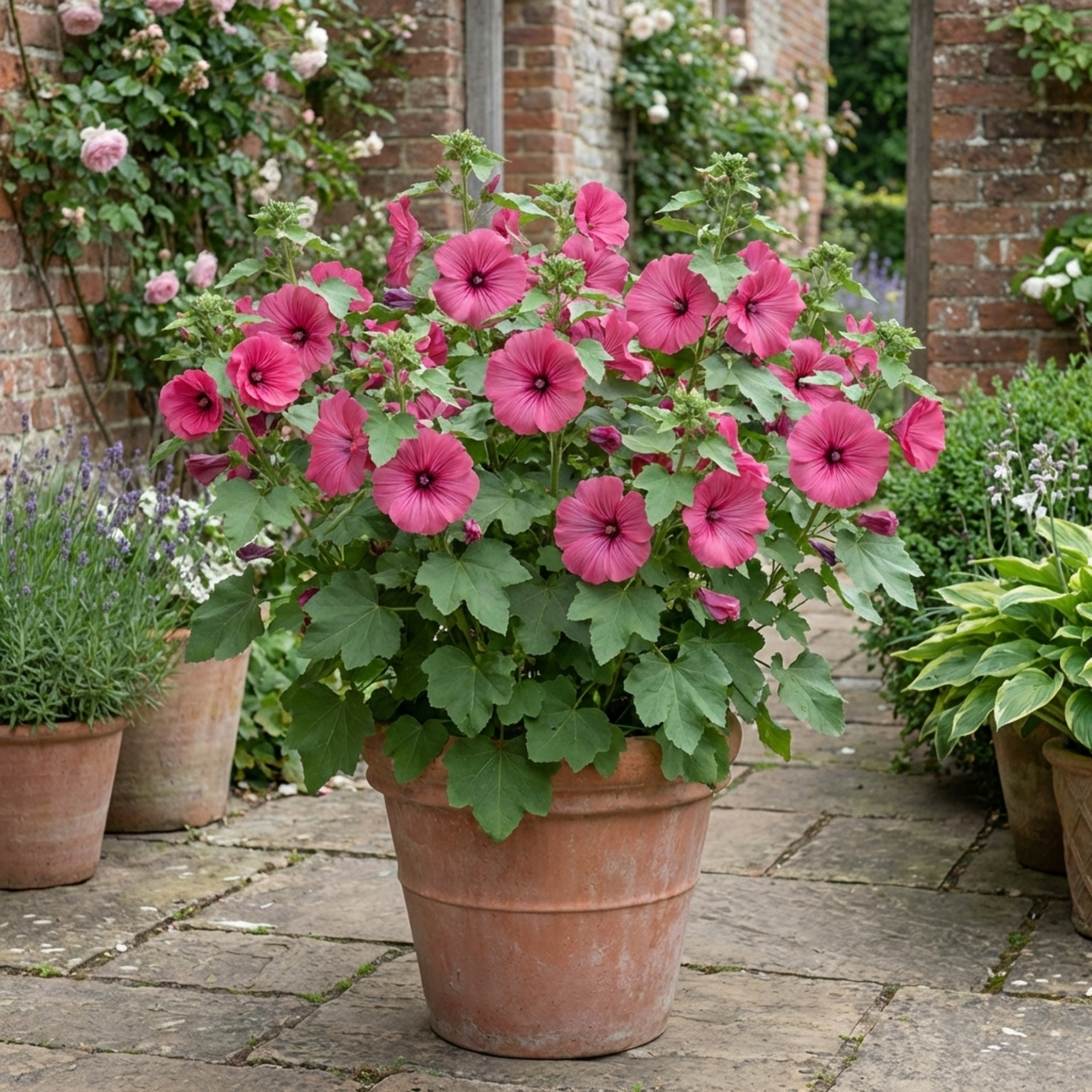 Lavatera ‘Bredon Springs’ — Semi-evergreen Shrub, Bee-Friendly, 2L Pot