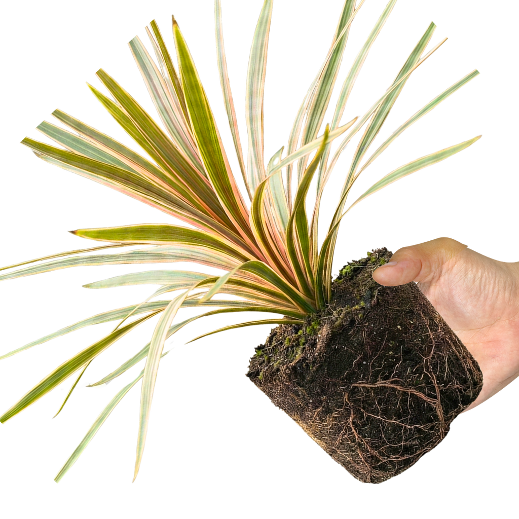 Cordyline ‘Eurostripe’ — Hardy Perennial, 3L Pot