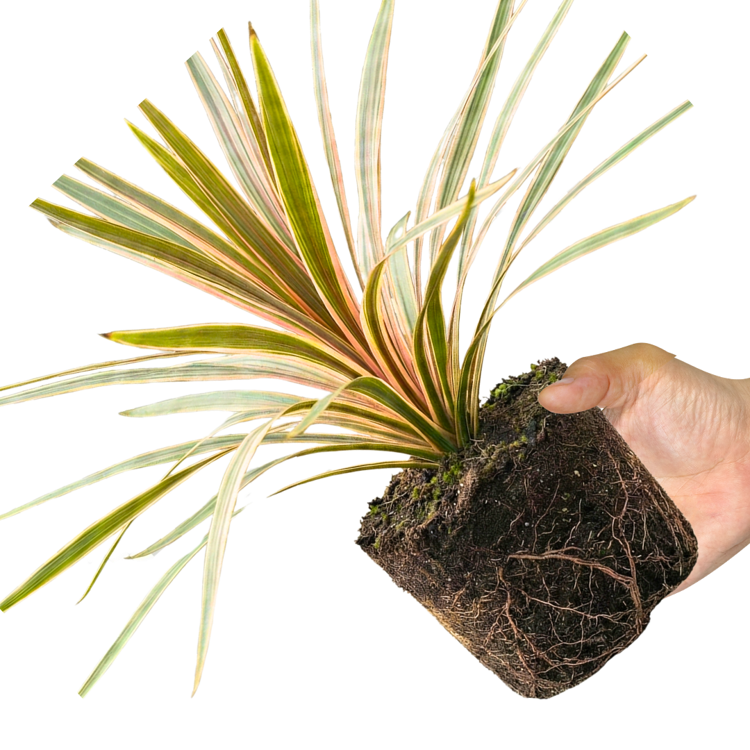 Cordyline ‘Eurostripe’ — Hardy Perennial, 3L Pot