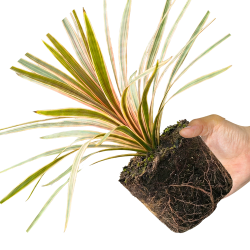Cordyline ‘Eurostripe’ — Hardy Perennial, 3L Pot