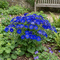 Senetti 'Deep Blue' — Bedding Plant, Bee-Friendly, 2L Pot