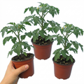Tomato ‘Stargold Cherry Tomato’ — Tender Annual (grafted), 1L Pot (Set of 3 or 6)