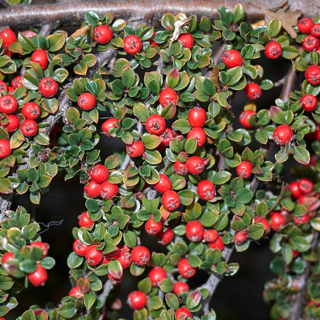 Cotoneaster ‘Horizontalis’ — Hardy Shrub, 2L Pot