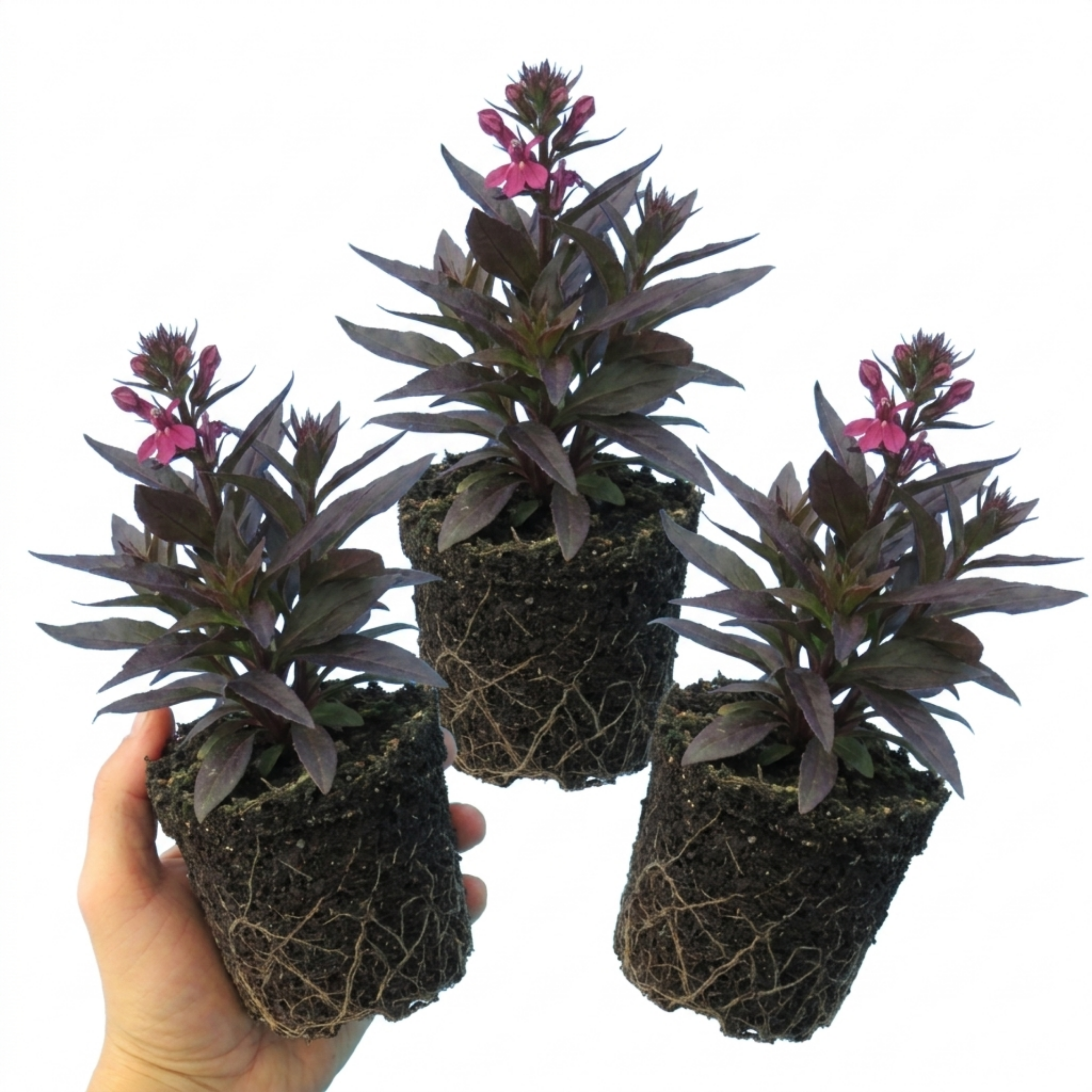 Lobelia ‘Starship Bronze Leaf’ — Hardy Perennial, Bee-Friendly, 1L Pot (Set of 3 or 6)