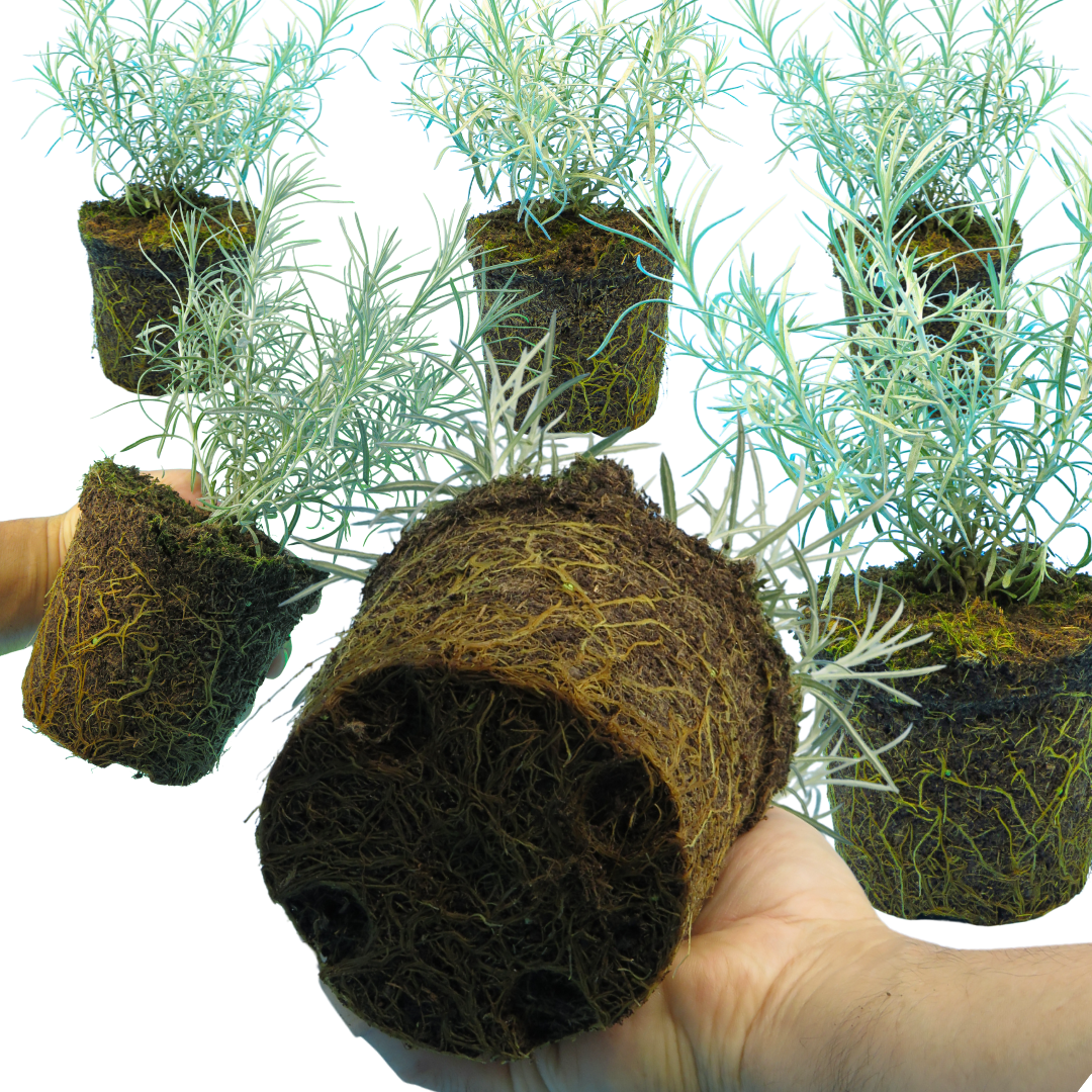Helichrysum 'Curry Plant' — Hardy Evergreen Perennial Herb, 1L Pot (Set of 3 or 6)