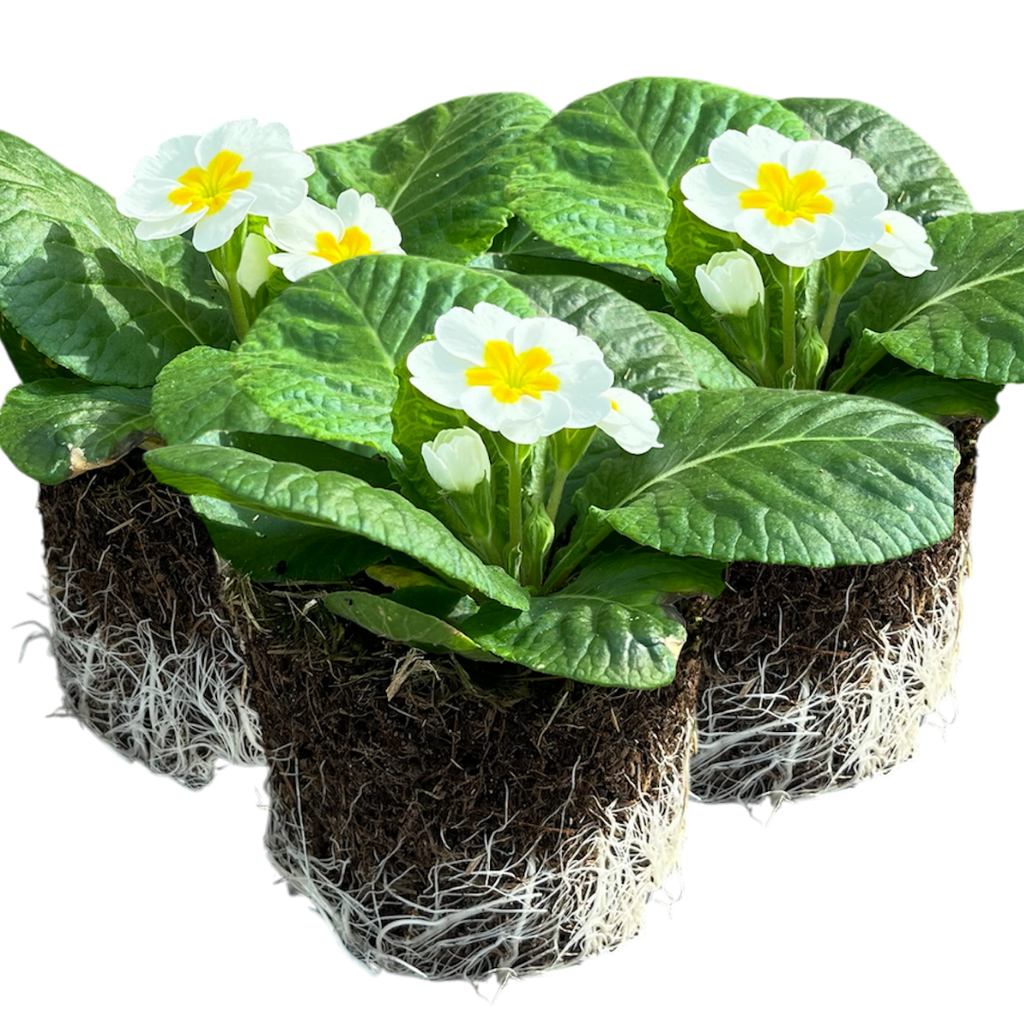 Primrose ‘White’ — Hardy Perennial, Bee-Friendly, 10.5cm Pot