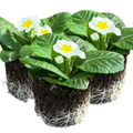 Primrose ‘White’ — Hardy Perennial, Bee-Friendly, 10.5cm Pot