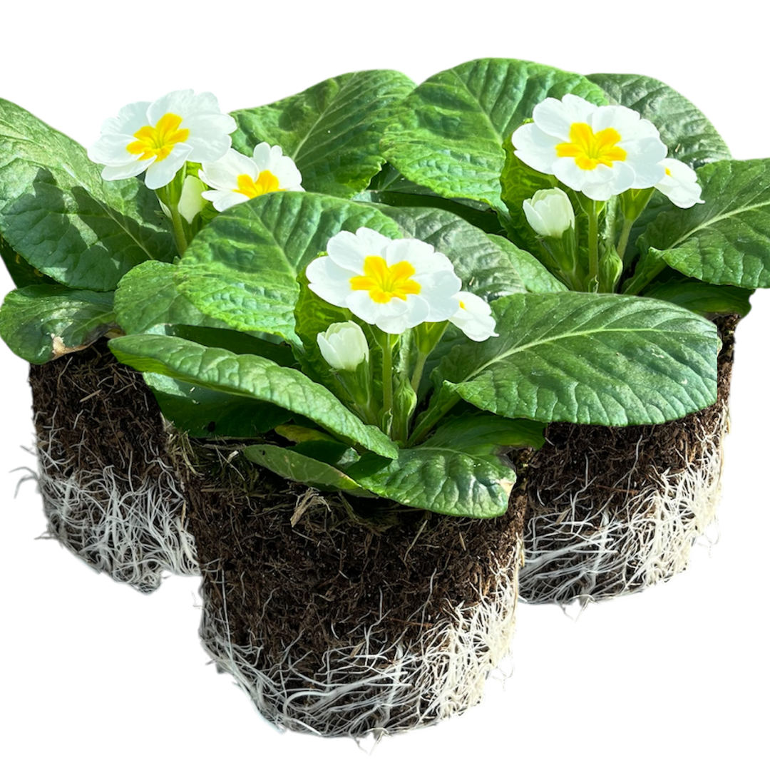 Primrose ‘White’ — Hardy Perennial, Bee-Friendly, 10.5cm Pot