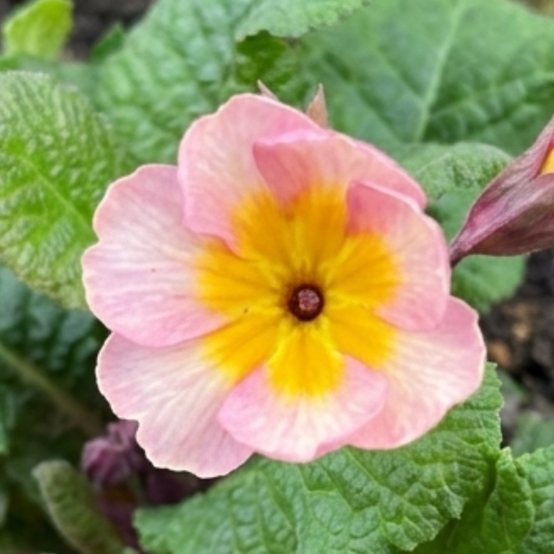 Polyanthus ‘Stella Champagne’ — Hardy Perennial, 1L Pot