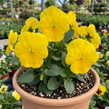 Pansy ‘Delta Pro Clear Yellow’ — Bedding Plant, Bee-Friendly, 3L Pot