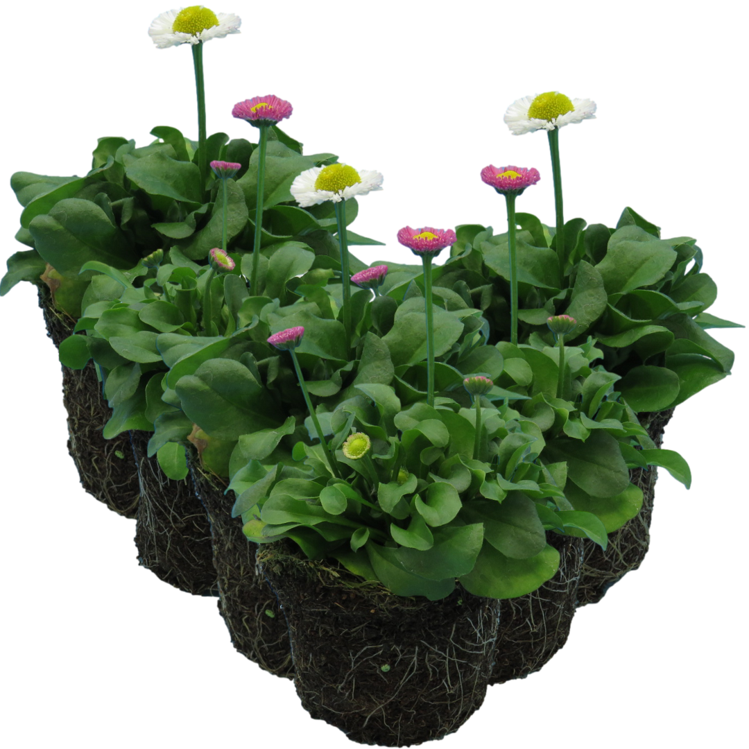 Bellis ‘Assorted’ — Hardy Perennial, Bee-Friendly, 10.5cm Pot