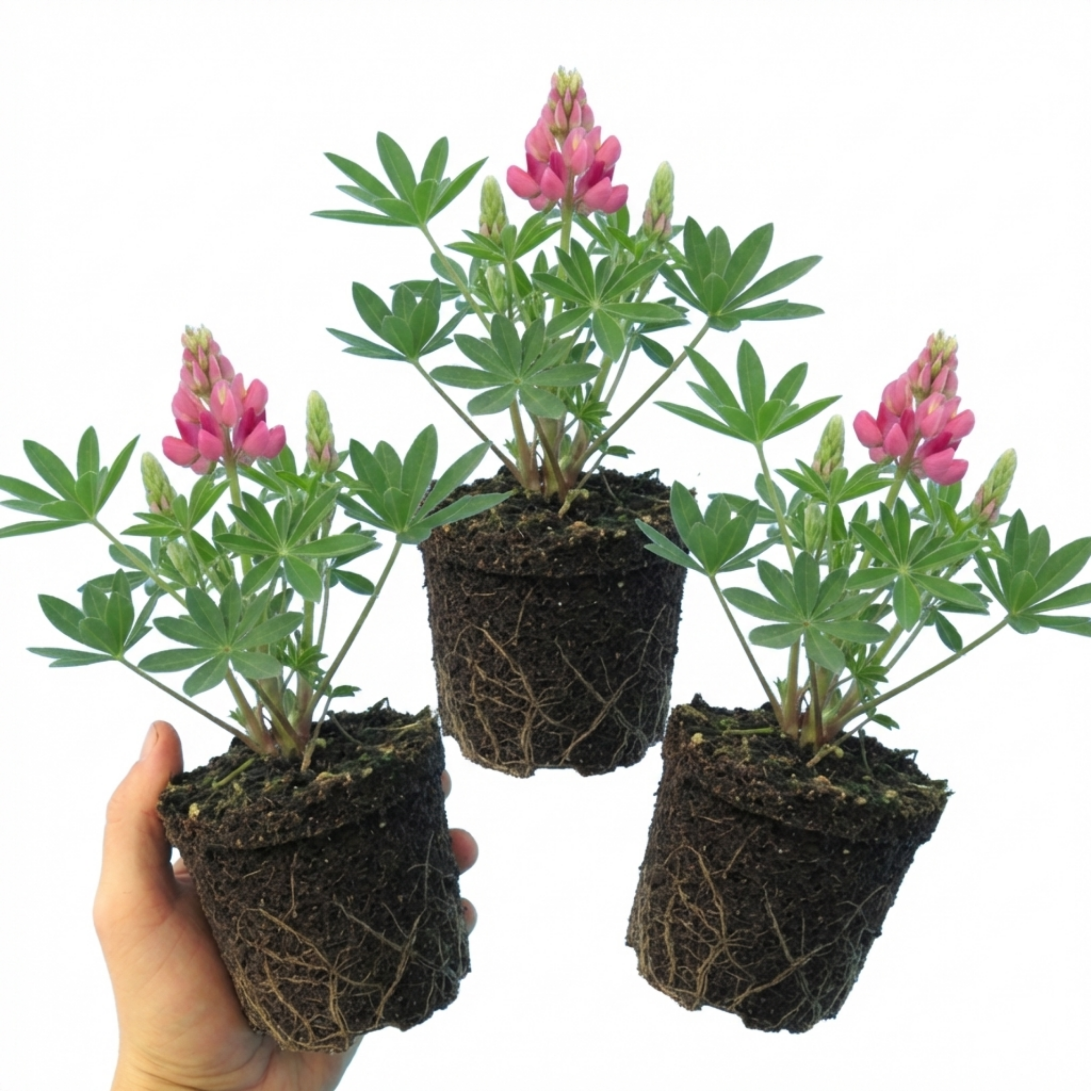 Lupin ‘Legendary Rose’ — Hardy Perennial, Bee-Friendly, 1L Pot (Set of 3 or 6)