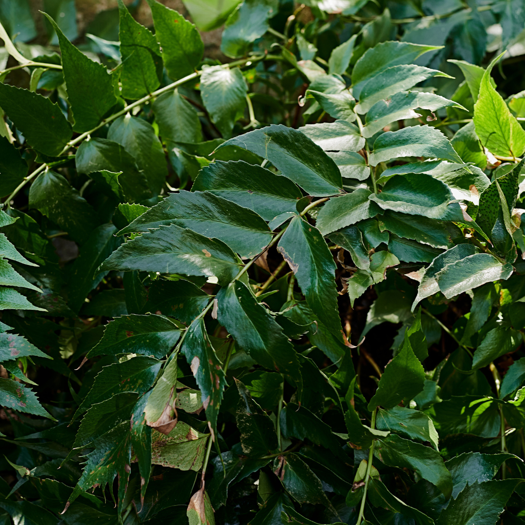 Polystichum ‘Brauns Holly Fern’ — Hardy Evergreen Fern, 1L Pot (Set of 3 or 6)