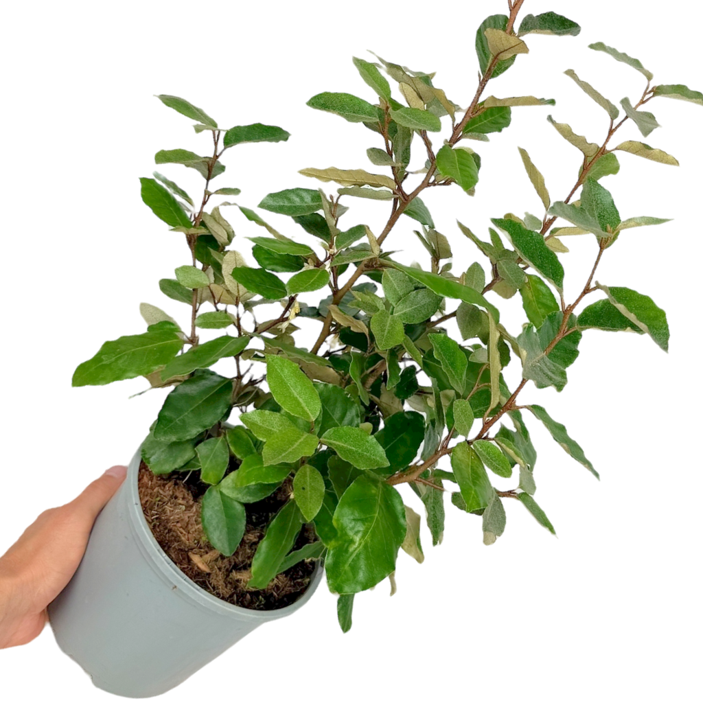Elaeagnus ‘Ebbingei’ — Hardy Perennial, 3L Pot