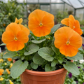 Pansy ‘Delta Pro Clear Orange’ — Hardy Annual / Biennial, Bee-Friendly, 3L Pot