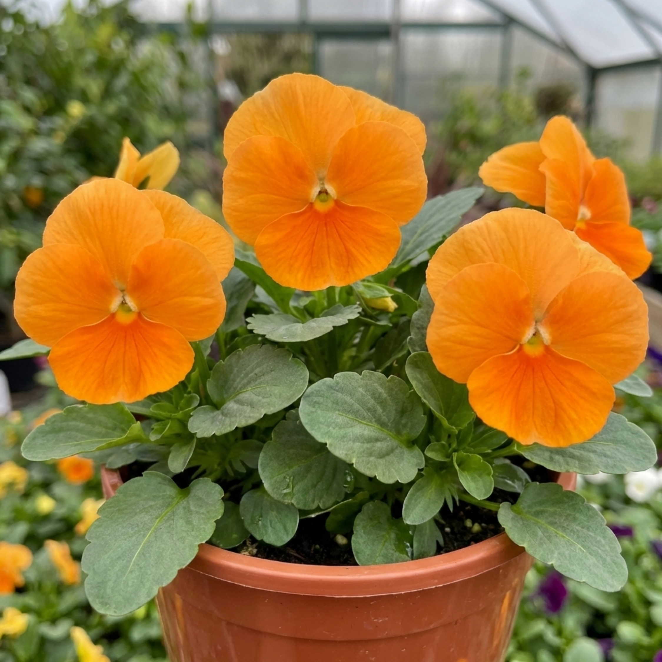 Pansy ‘Delta Pro Clear Orange’ — Hardy Annual / Biennial, Bee-Friendly, 3L Pot