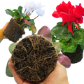 Cyclamen ‘Flame Growers Selection’ — Hardy Perennial, 1L Pot